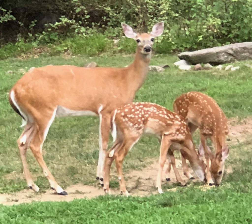 Animals