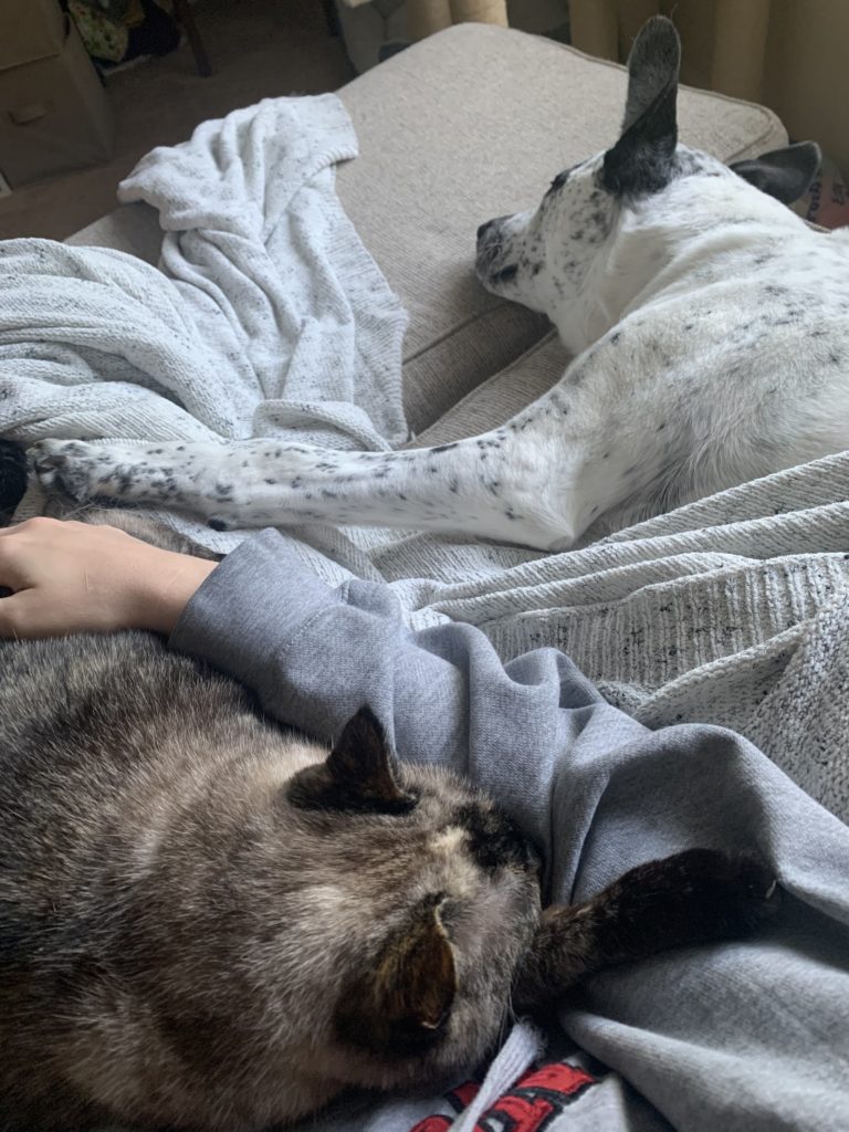 Animals
